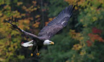 Use Autumn to Restore Your Vitality