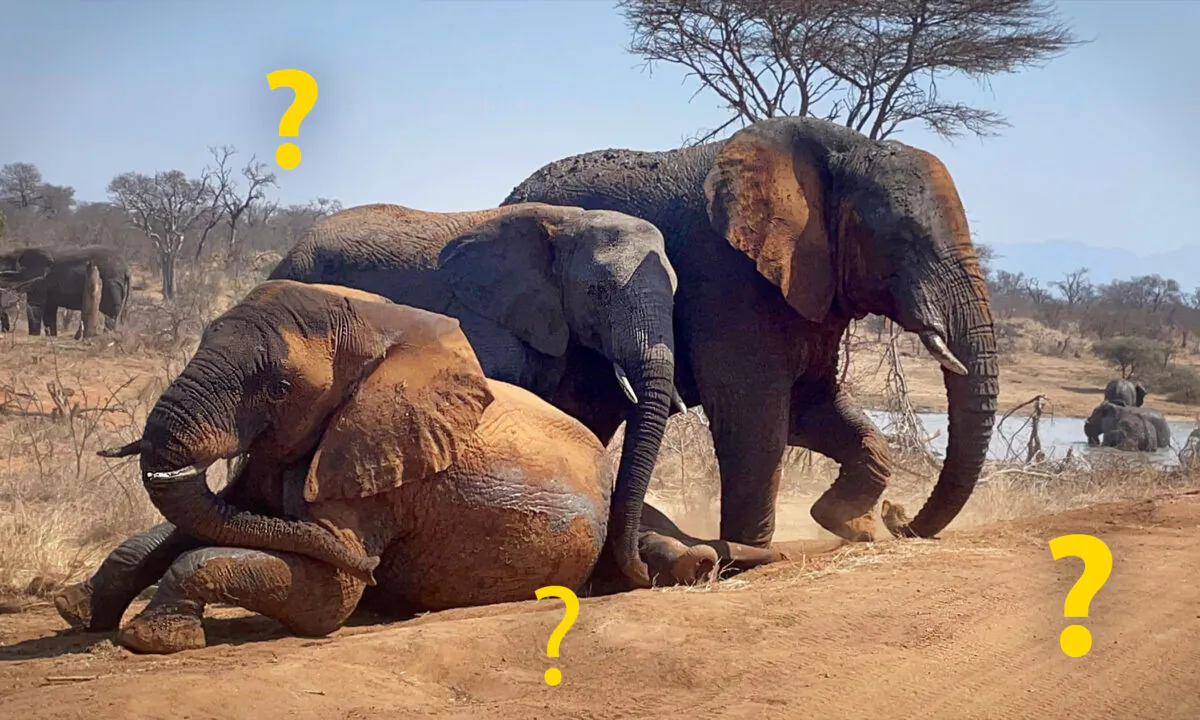 (Courtesy of HERD - Hoedspruit Elephant Rehabilitation and Development)