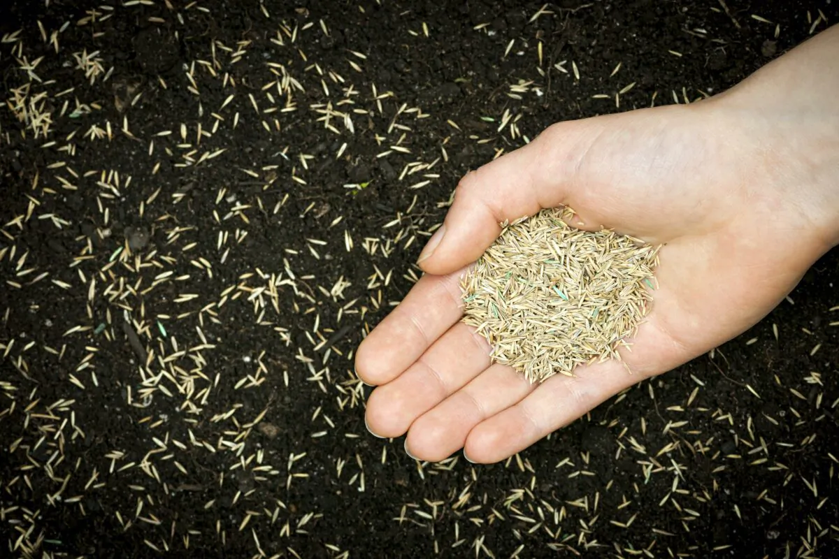 For northern lawns, cool-season grass seed is best planted in the autumn so it can grow a strong root system before the next hot summer. (Elena Elisseeva)