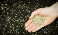 Fall Grass Seed