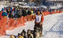 A Champion Wins Alaska’s Toughest Dog Sled Race By Communing with Nature and His Furry Companions