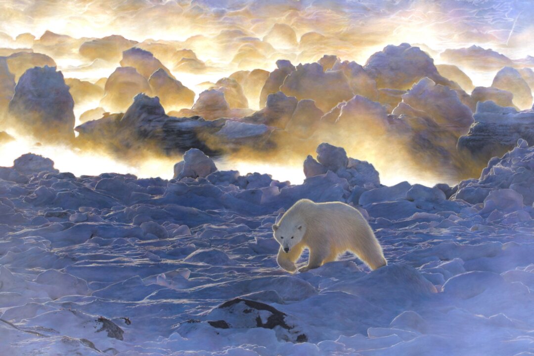 Wildlife artist Alex Fleming stays true to nature in his art. He’s so fascinated by nature’s beauty that he finds no need to embellish it with imagined art. Fleming’s pastel and pencil drawing “Home” (inspired by wildlife photographer Rick Beldegreen’s image “Polar Bear and Ice Fog”) shows the powerful polar bear amid a vast snowscape that extends like billowing clouds for miles behind it. The polar bear seems aware that it’s being watched, but unaware of its near extinction. Highly commended in the Earth's Wild Beauty category:” “Home” by Alex Fleming (UK). Pastel and colored pencil drawing; 35 3/8 inches by 23 5/8 inches. (Courtesy of DSWF)