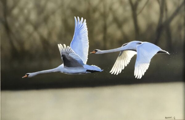 David Shepherd Wildlife Foundation