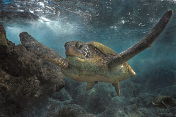 David Shepherd Wildlife Foundation