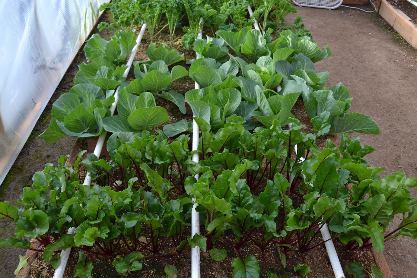 Beets Cabbage & Kale mittleider garden