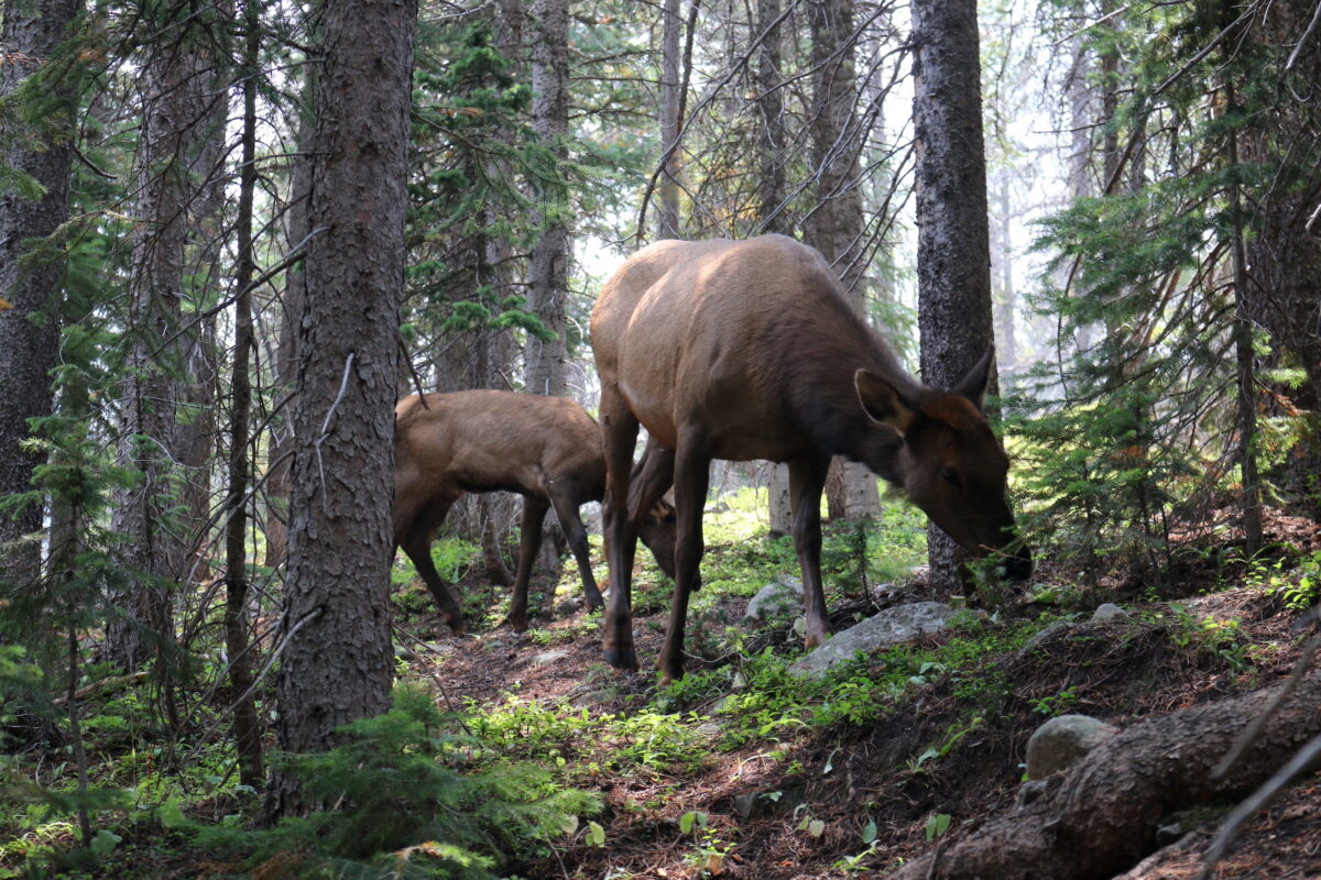 unsure if deer or elk?