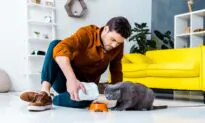 How to Find a Good Cat Sitter