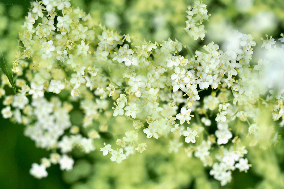 Elderflower extract, which is rich in quercetin, is a traditional tonic used to boost immunity. (penphoto/Shutterstock)