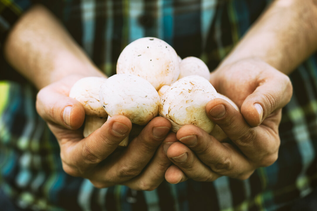 Mushrooms have a high nutrient content, providing essential minerals such as manganese, copper, zinc, selenium, magnesium and iron.(mythja/shutterstock)