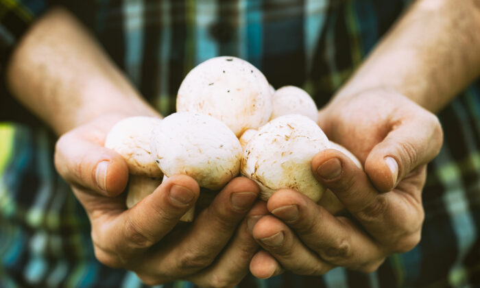 How Mushrooms Help Protect Your Brain