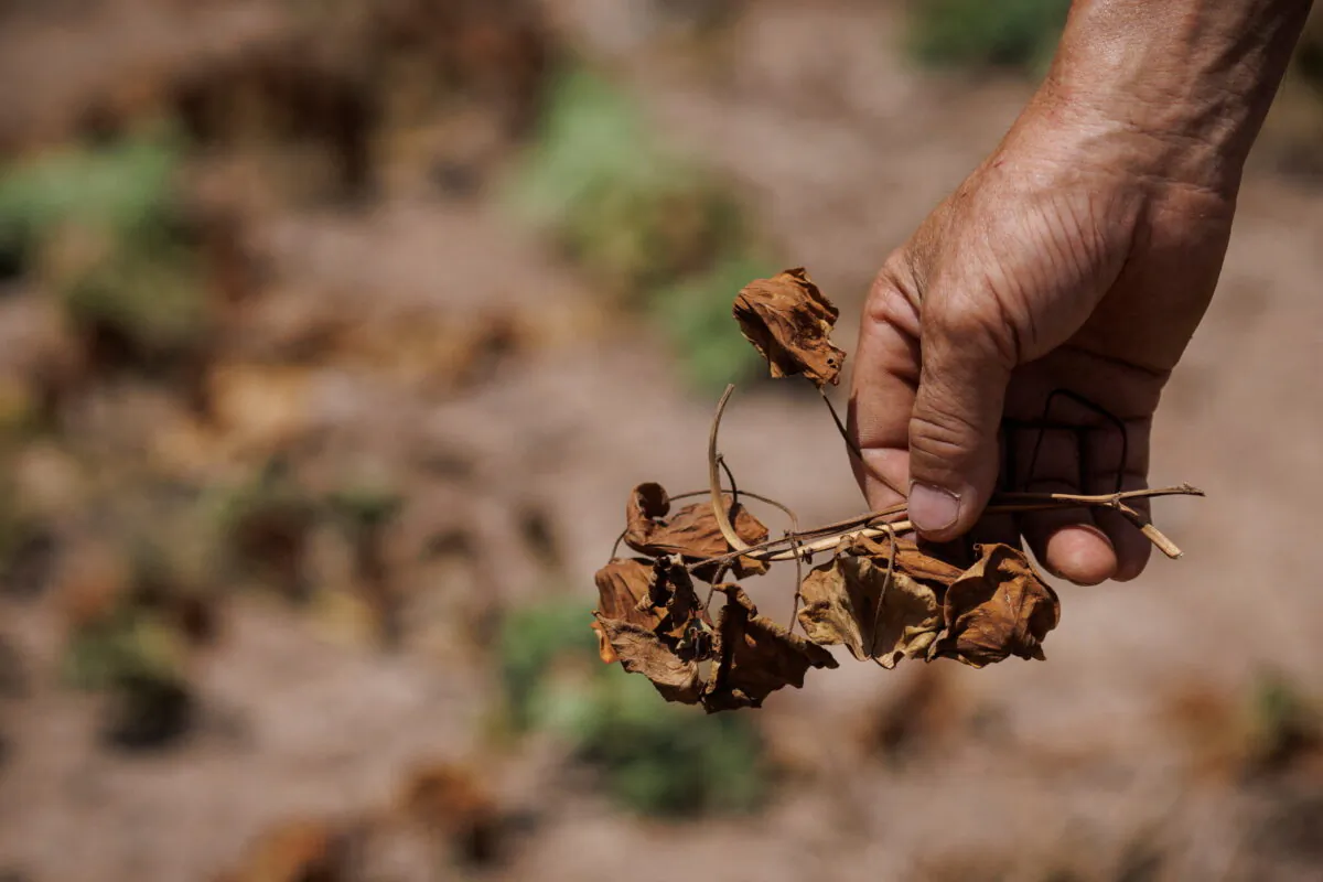 Farmer Chen Xiaohua, 68, holds what's left of a sweet potato plant. Drought destroyed many of the crops in and around Fuyuan village in Chongqing, China. Photo was taken on Aug. 19, 2022. (Thomas Peter/Reuters)