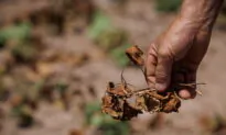 Severe Droughts Amplify Fears Over Food Security