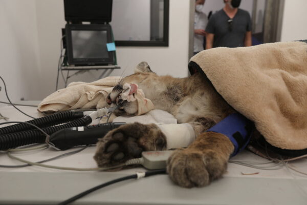 California mountain lion surgery