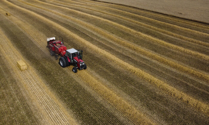 A farmer crops a field in Mississippi Mills, Ont., on Aug 10, 2021, in this photo taken using a drone. (The Canadian Press/Sean Kilpatrick)