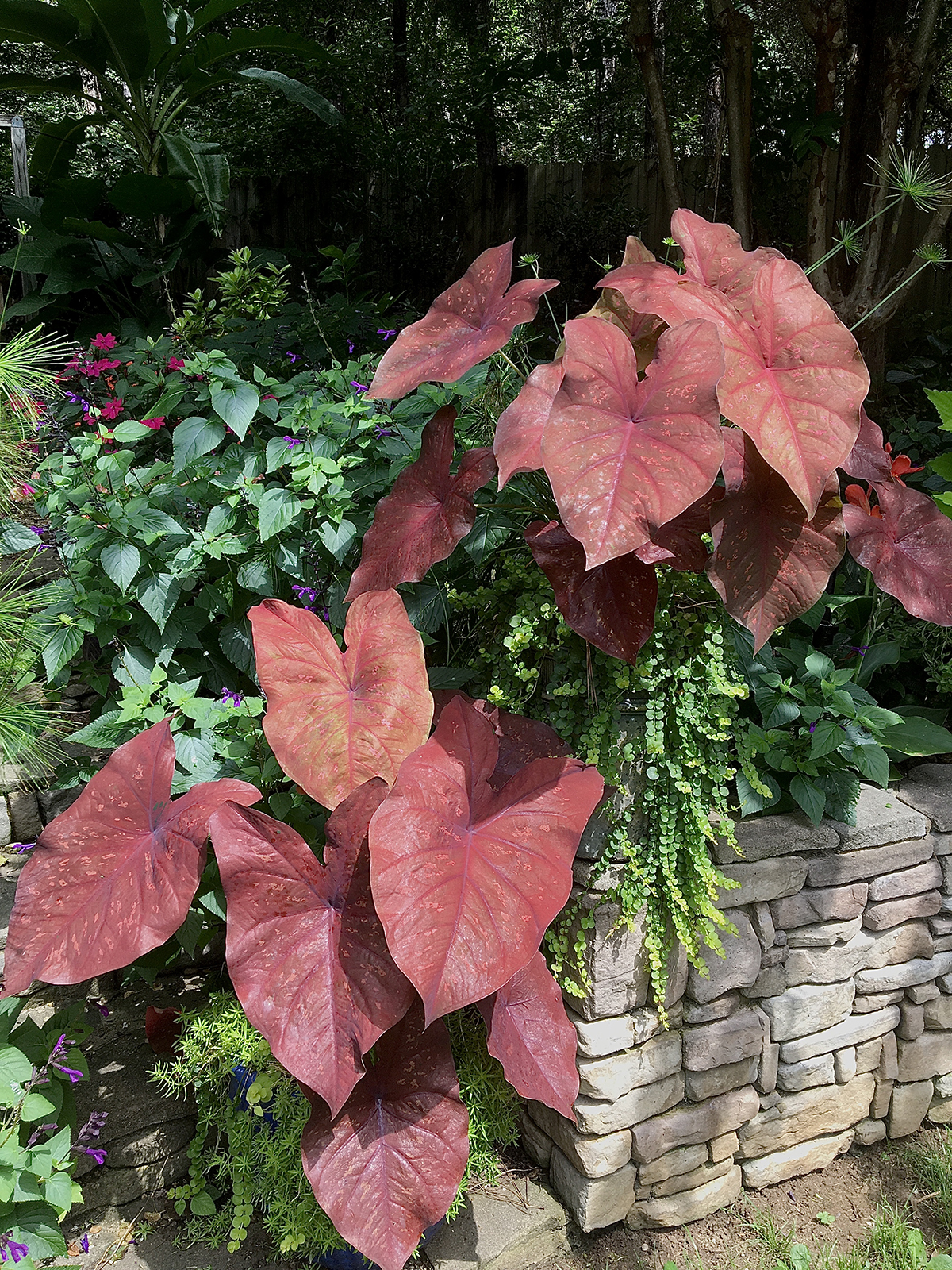 By noon with direct sun the leaves look more-fiery in color forming an incredible contrast in color with surrounding foliage.