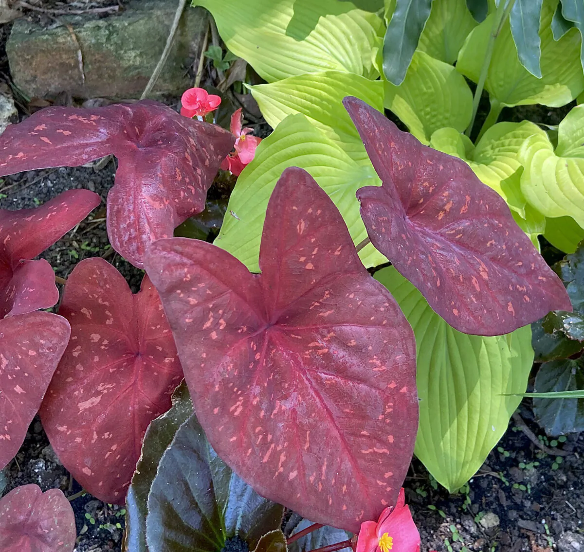 Heart to Heart, Burning Heart caladiums creates a dazzling complementary color scheme with the chartreuse foliage of Shadowland Coast to Coast hostas. (Norman Winter/TNS)