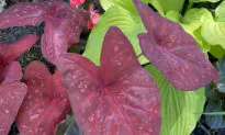 This Caladium Creates a Burning Heart for Your Garden