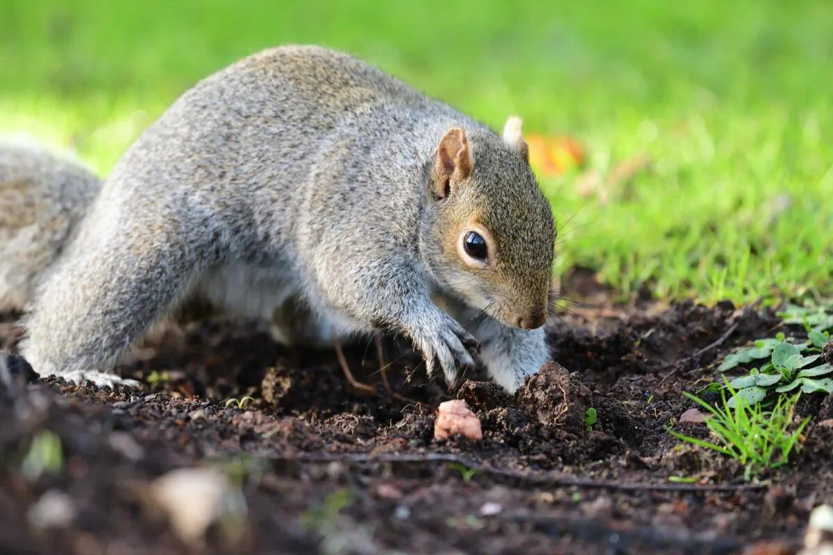 Small holes in the lawn that don't lead anywhere are likely caused by squirrels. (Tom Meaker/Shutterstock)