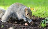 Dealing With Lawn Pests and Fungus