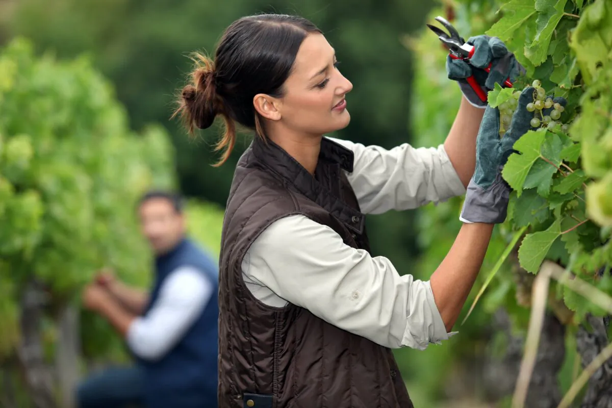 Wine has nothing added, but soil, rootstock, and many other factors have a great impact on the wine produced. (Phovoir/Shutterstock)