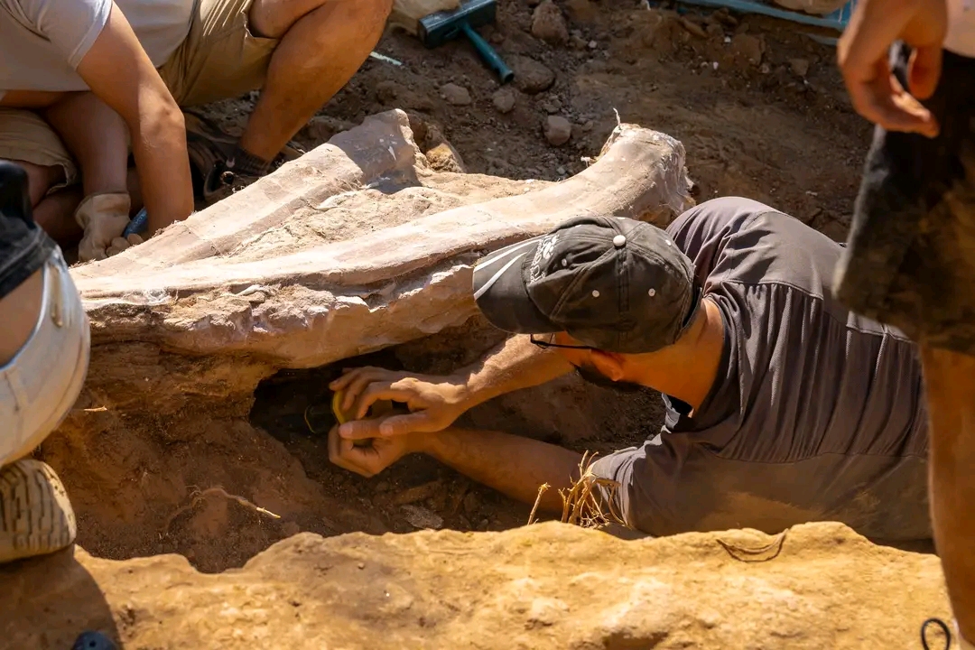Paleontologists Unearth Fossil of Largest Dinosaur Ever Found in Europe ...