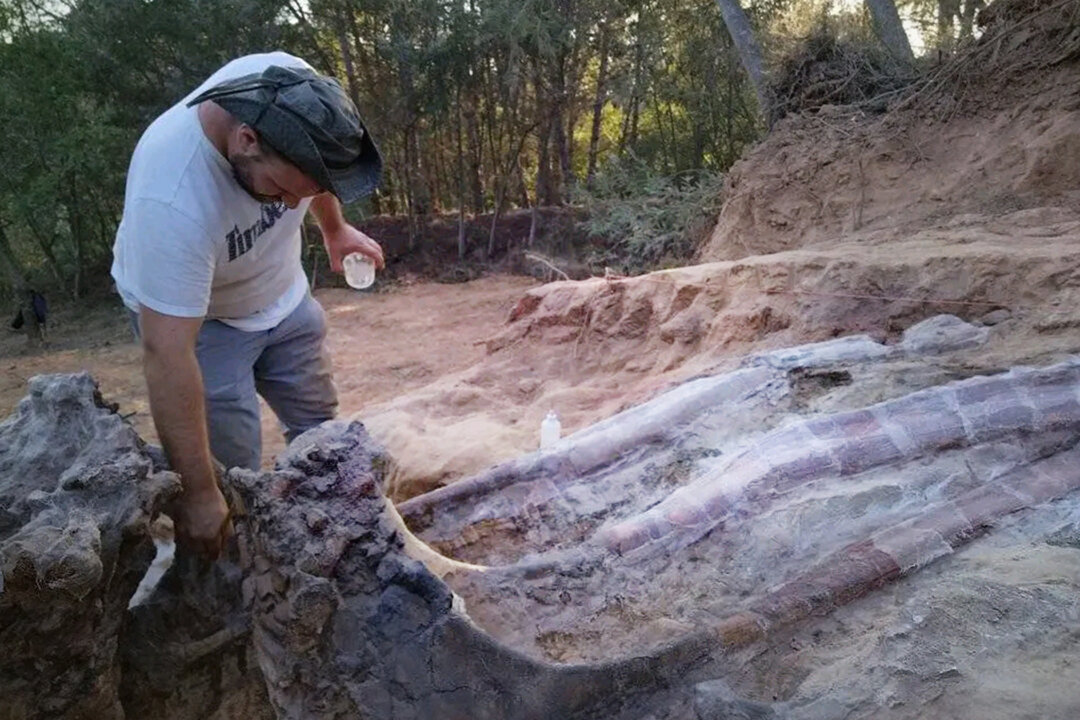 Paleontologists Unearth Fossil of Largest Dinosaur Ever Found in Europe From Man’s Back Garden in Portugal
