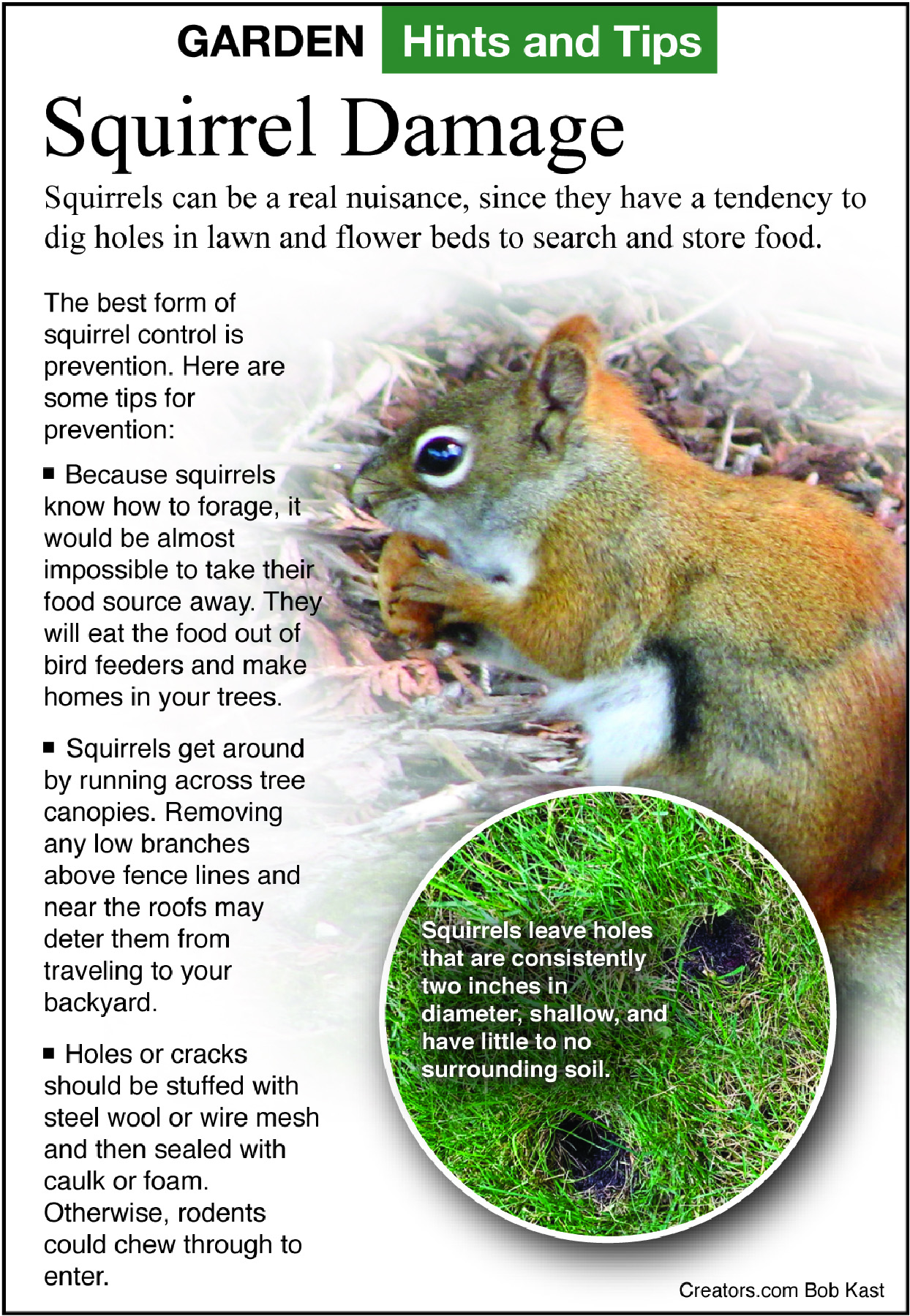 squirrel damage tip sheet