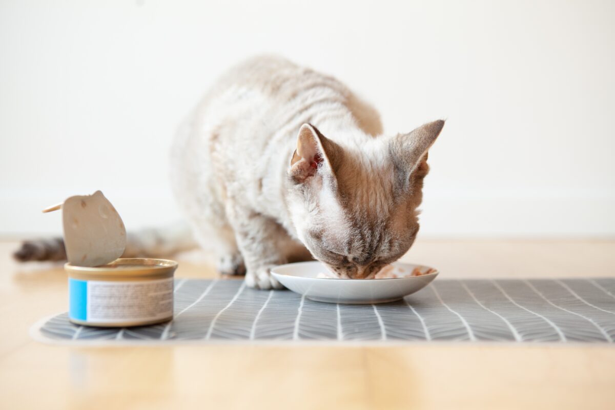 Hyperthyroidism is common in older cats, but cats given canned food are two to five times more likely to develop hyperthyroidism than cats that eat dry food according to veterinarian Lee Pickett. (Veera/Shutterstock)