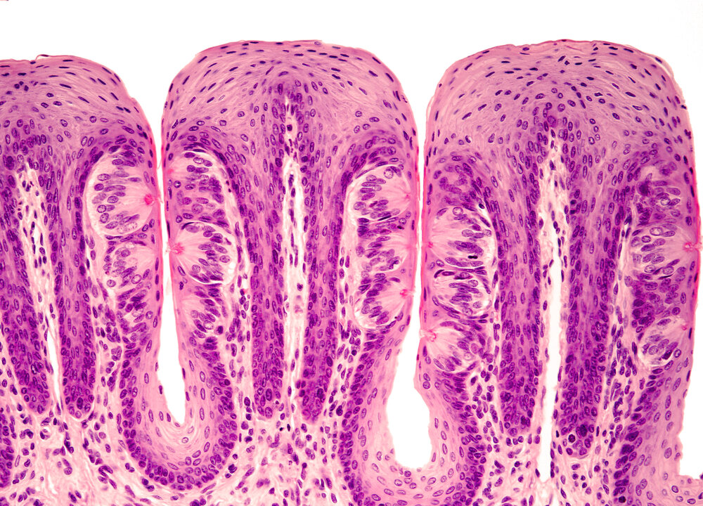 Foliate papillae are small folds on the side of the tongue that are covered in several hundred taste buds. Jose Luis Calvo/Shutterstock.com