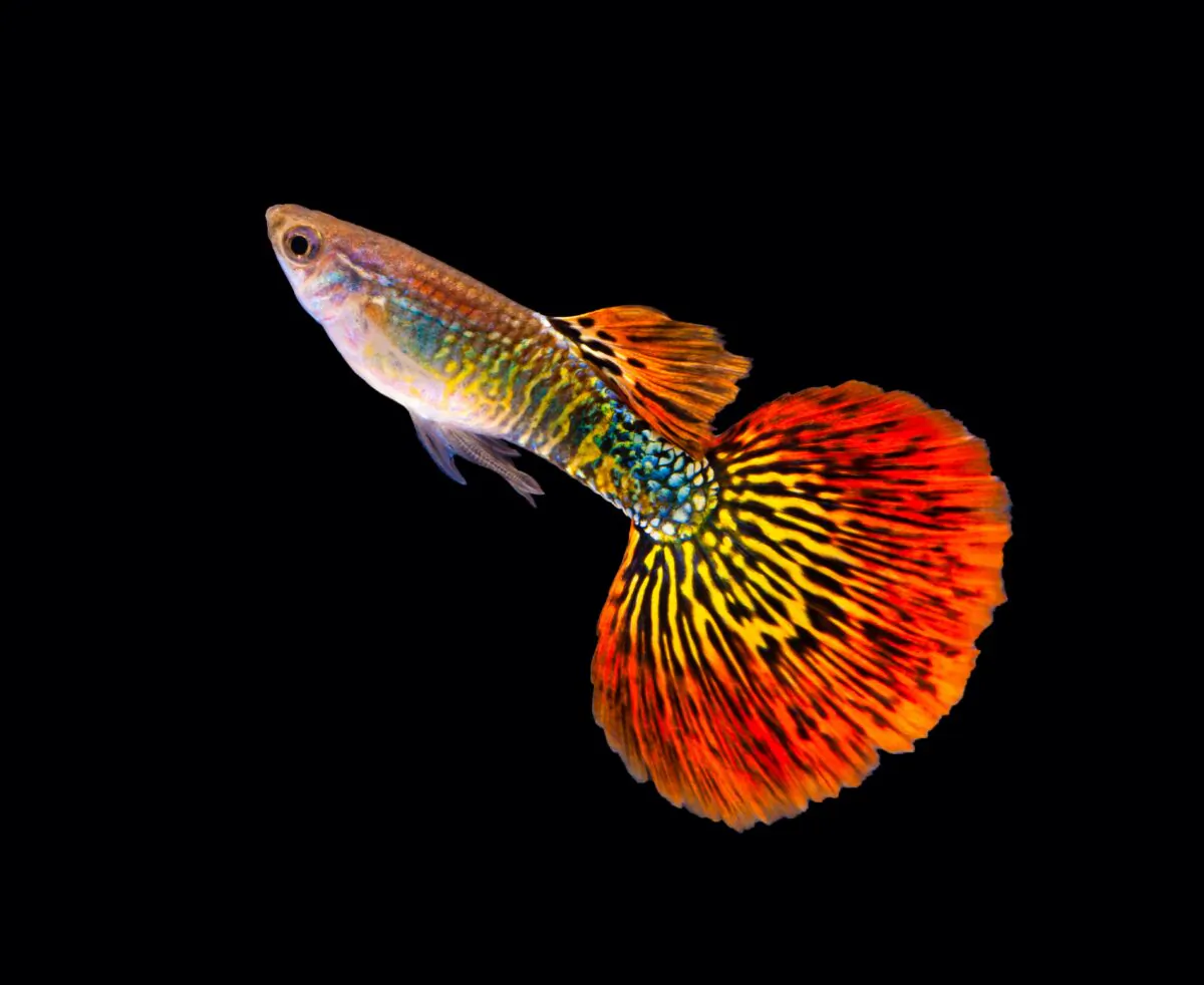 Platinum Guppy (Poecilia Reticulata) (panpilai paipa/Shutterstock)