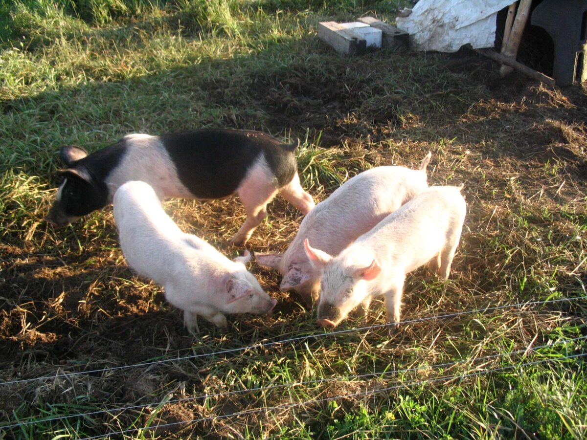 rollin garden pigs