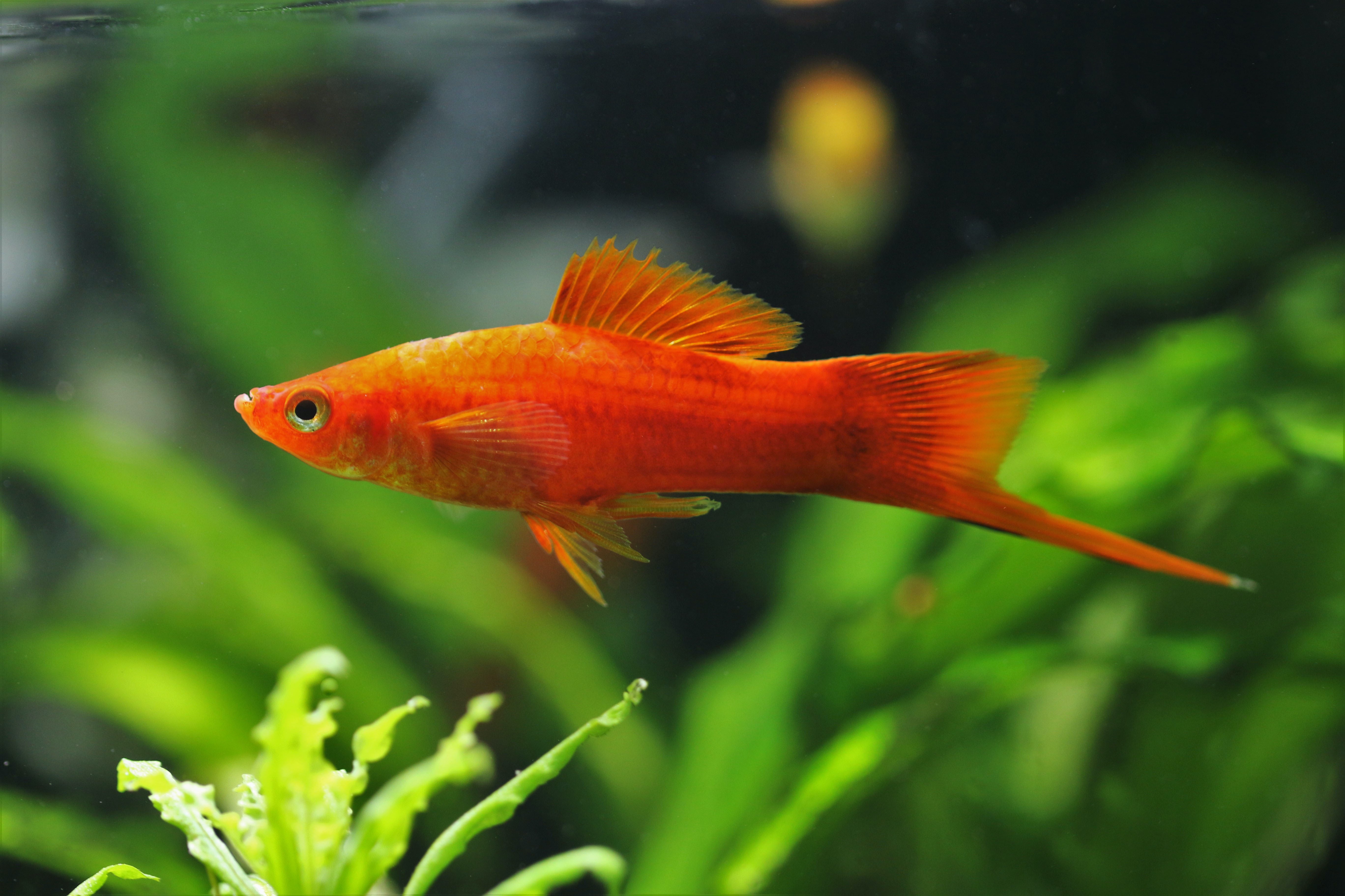 Red swordtail fish