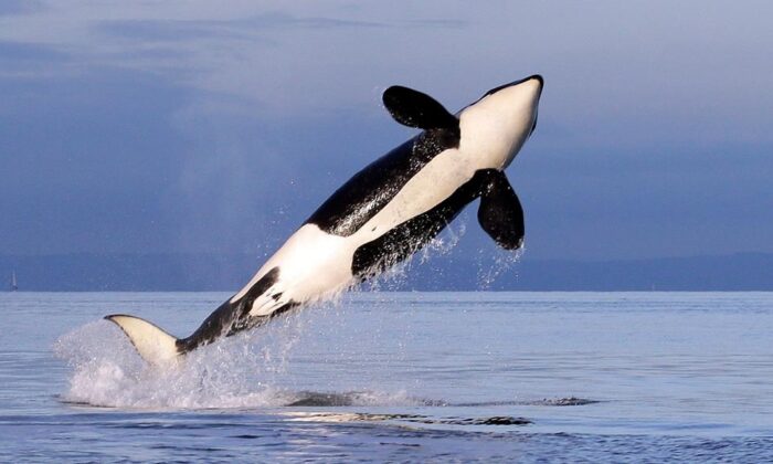 A female resident orca in a file photo. (AP Photo/Elaine Thompson, File)
