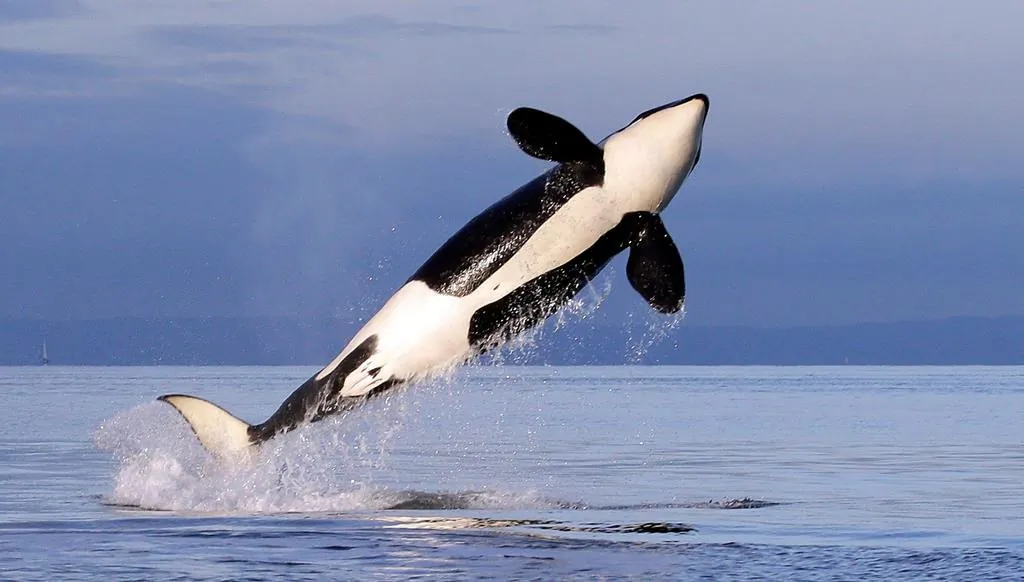 A female resident orca in a file photo. (AP Photo/Elaine Thompson, File)