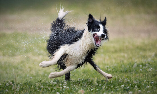 2022 Comedy Pet Photography Awards Releases Finalists—With Hilarious Pups Going Nuts, Happy Horses, Diabolical Cats