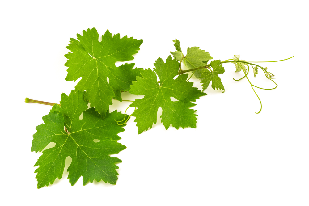 Vine,Shoot,Isolated,On,White,Background
