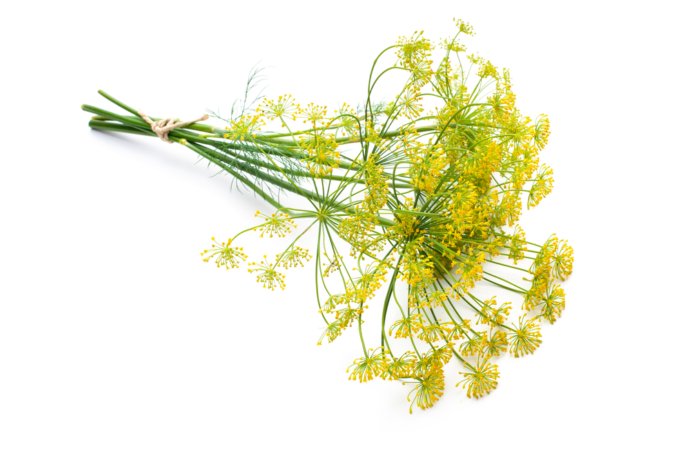 Bunch,Of,Fresh,Dill,With,Flower,Isolated,On,White