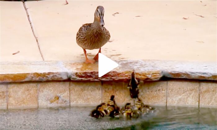 Ducklings Couldn't Jump Out of the Pool and the End Was Both Cute and Heartwarming