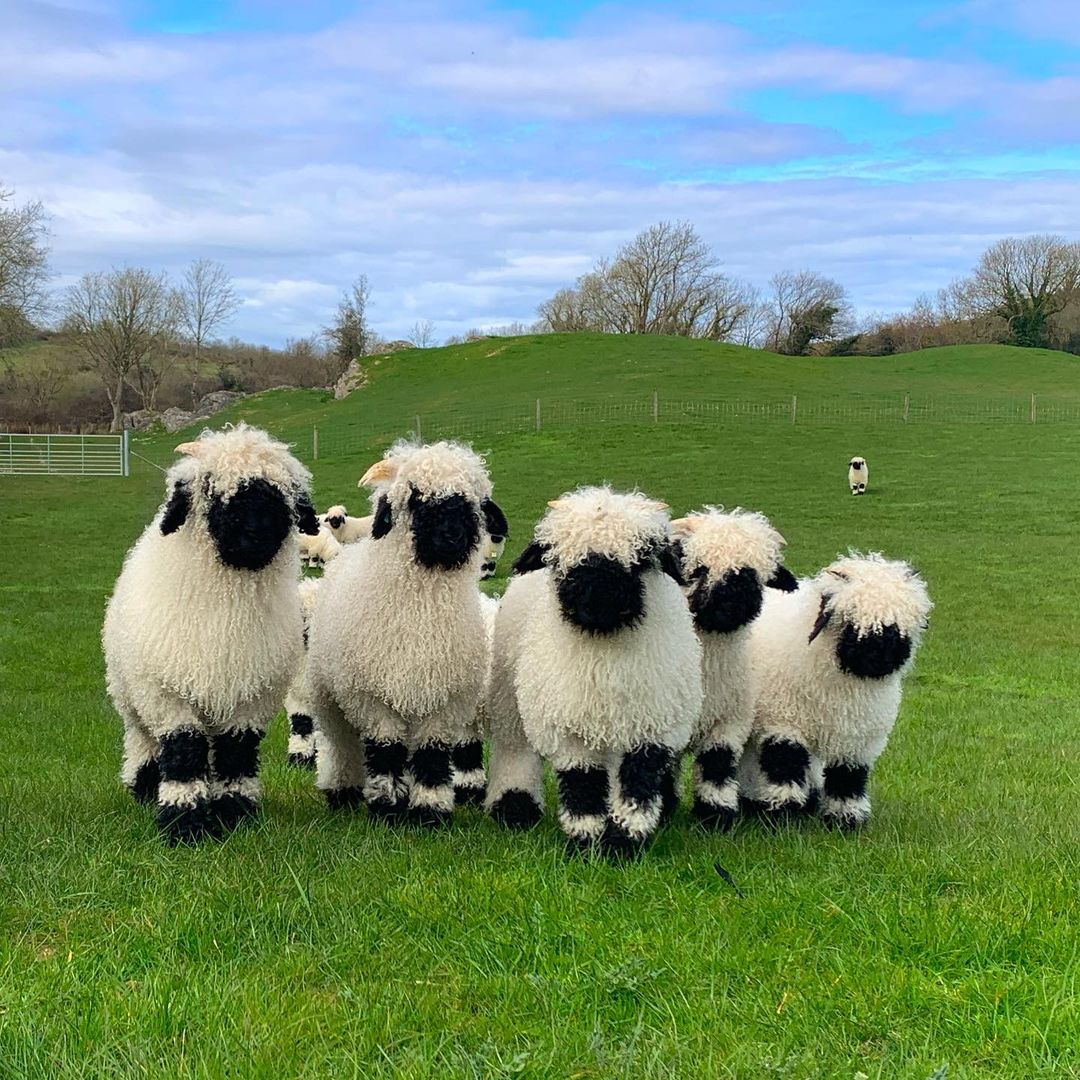 The worlds cutest sheep: Valais Blacknose sheep resemble stuffed toys 