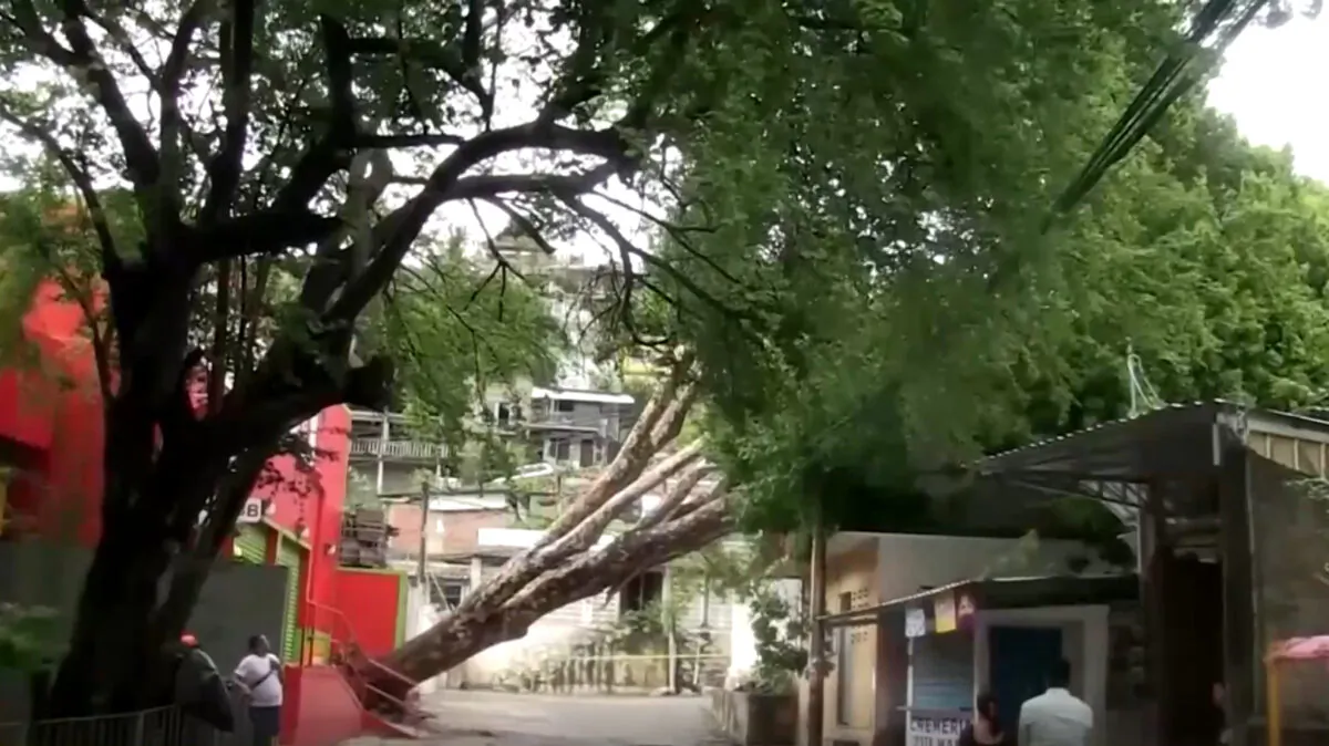 A tree falls on a home amid Tropical Storm Kay, in Acapulco, Guerrero, Mexico, on Sept. 4, 2022, in a still from video. (Reuters/Screenshot via The Epoch Times)