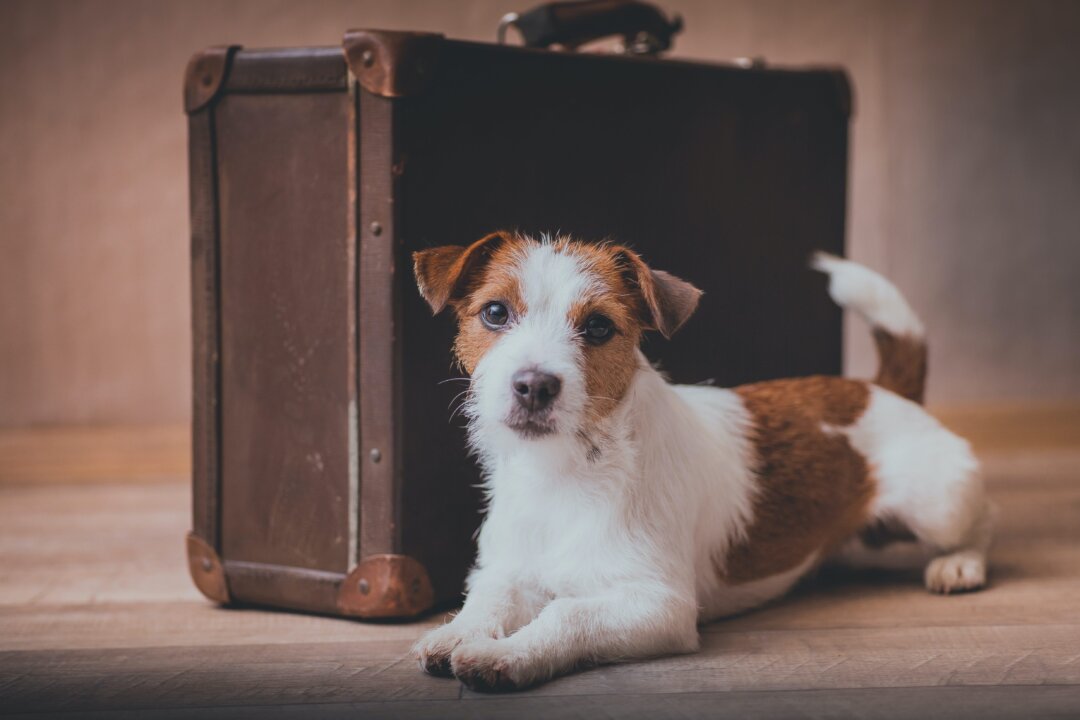 Be responsible to your pet by preparing well with them for any upcoming camping, car rides, flights, or hotels. (dezy/Shutterstock)