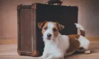 Tips for Traveling with Dogs