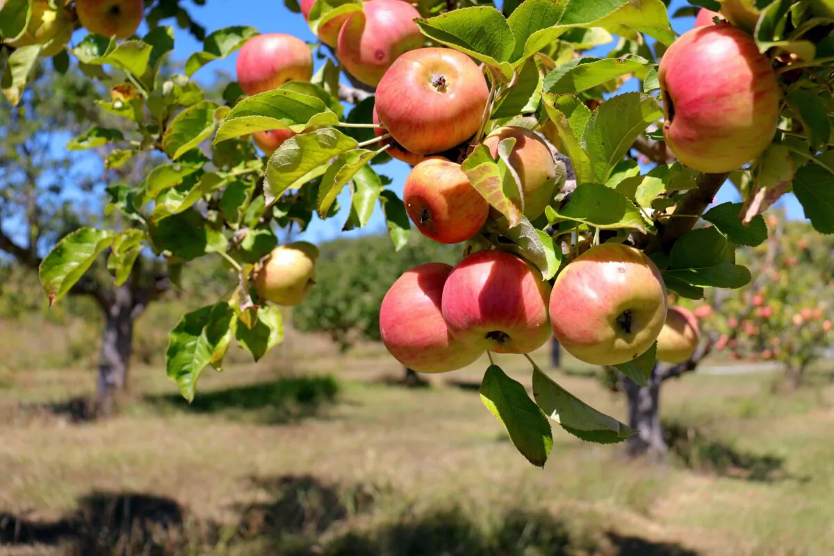 Apples at Gowan’s Heirloom Cider in Philo, Calif., on Sept. 3, 2022. (Cynthia Cai/The Epoch Times)