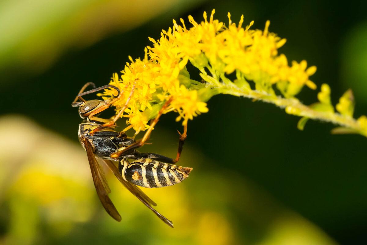 Wasps may be beneficial for your garden, but too many too close to people can be a problem. (Paul Reeves Photography/Shutterstock)