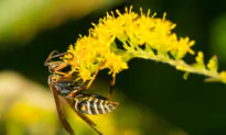 Are Wasps Beneficial?