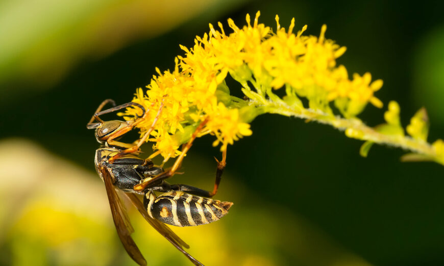 A wasp collecting nectar from a goldenrod flower. (Paul Reeves Photography/Shutterstock)