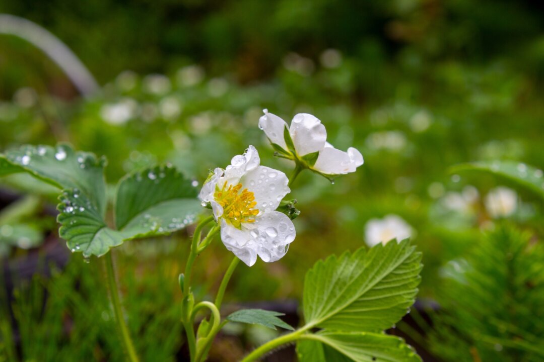 (MZinchenko/Shutterstock)