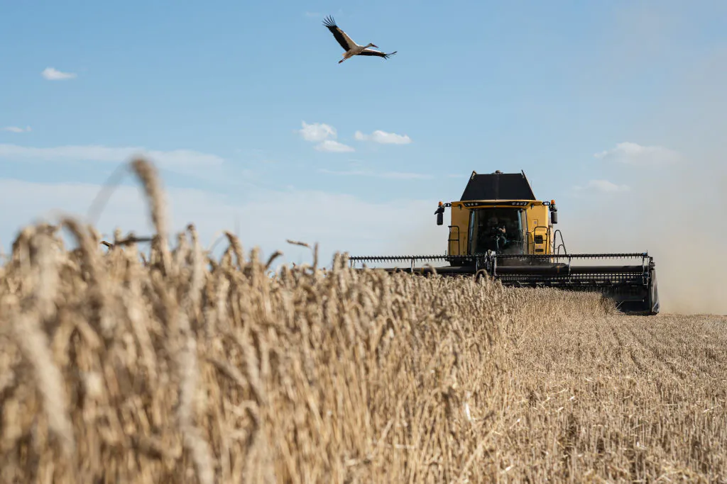A stork flies over a wheat field as a combine harvester of TVK Seed agricultural company harvests wheat not far from Myronivka, Ukraine, on July 29, 2022. (Alexey Furman/Getty Images)