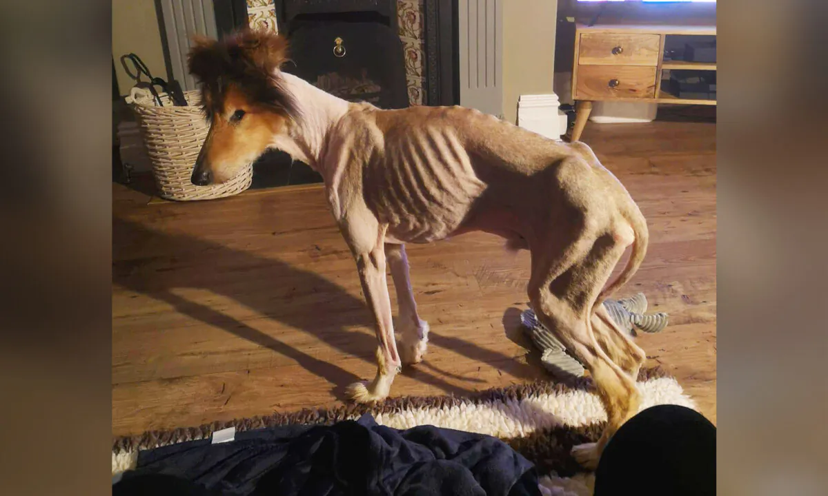 (Courtesy of RSPCA)