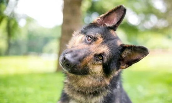 8 Types of Dog Behavior Explained